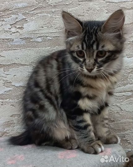 Курильский бобтейл