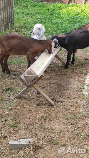 Нубийские козлята