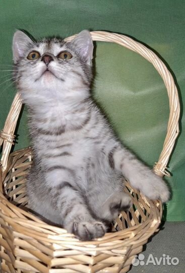 Котенок бенгальский тигренок Ищет мам и пап