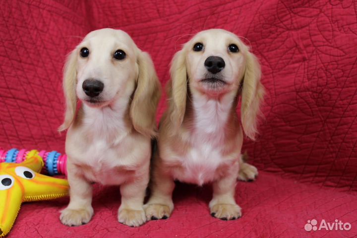 Щенок такса миниатюрная