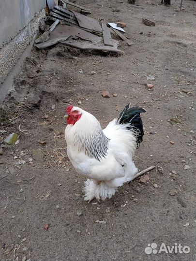 Петух брама