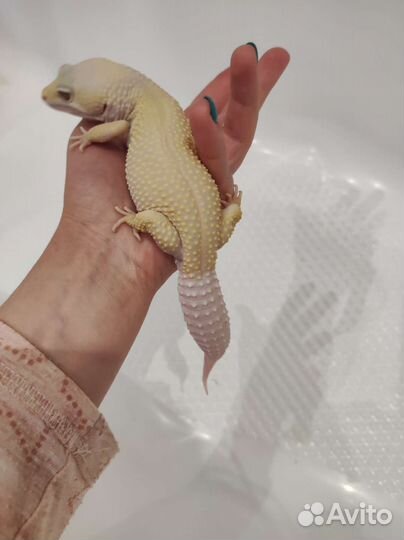 Геккон эублефар