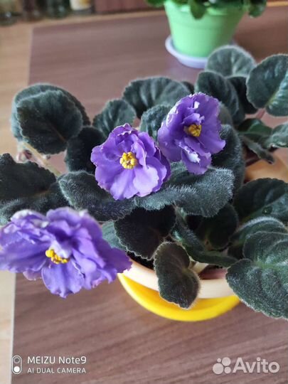 Комнатные цветы фиалки
