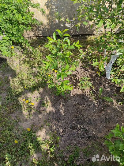 Продам саженцы шарообразной вишни