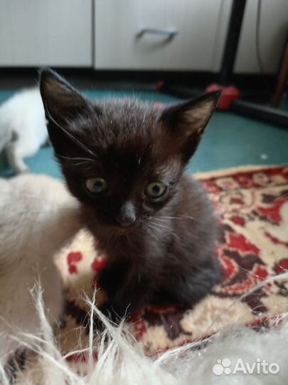 Тайские котики
