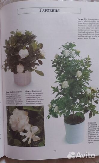 Книга о растениях Мэтью Биггз