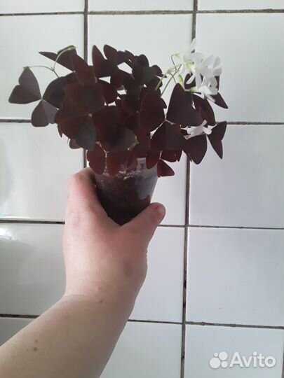 Оксалисы разные