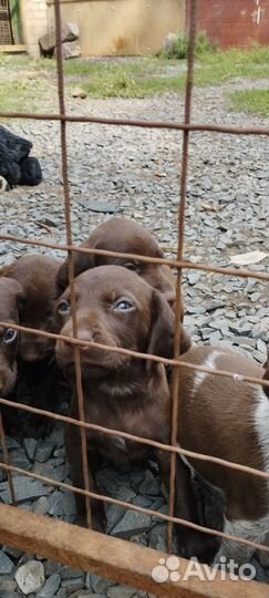 Щенки курцхаара