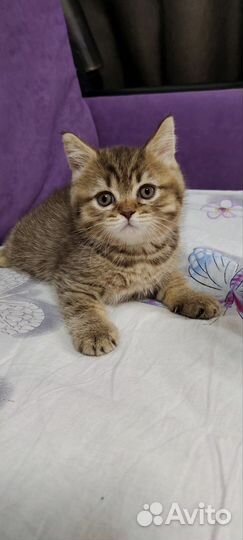 Британские котята