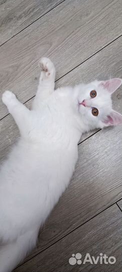 Котята турецкой ангоры