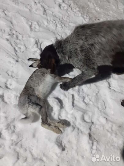 Собаки щенки