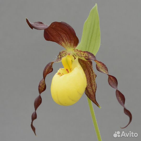 Садовая орхидея