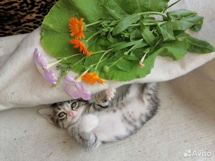 Кошка в дар бесплатно