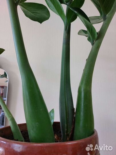 Замиакулькас