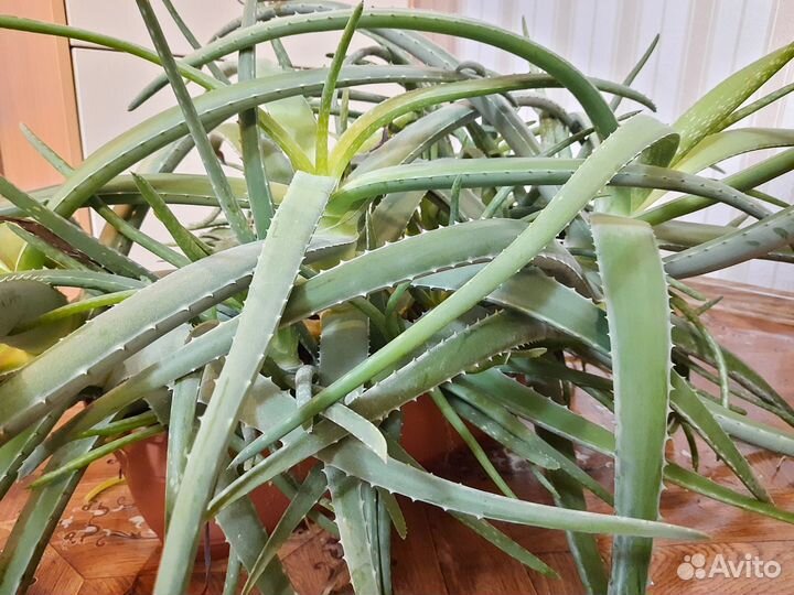 Алое лечебный