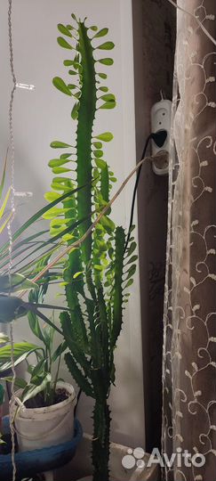 Комнатные цветы молочай