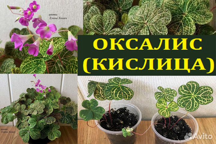 Розы,оксалис,эпифиллум,марниера,пилея,рипсалидопси