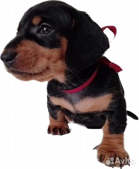 Щенки стандартной таксы