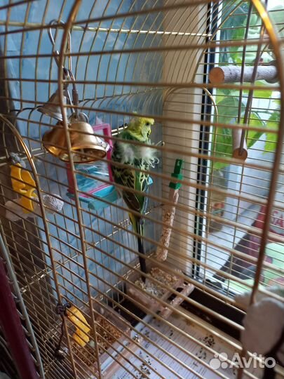 Волнистый попугай самец хагоромо