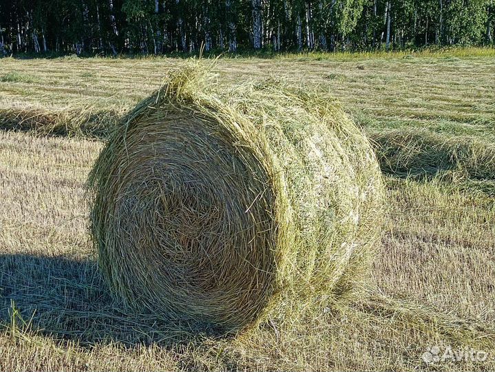 Продам сено в рулонах