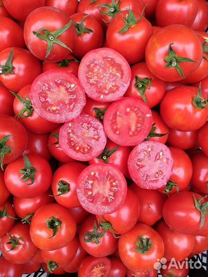 Семена Томата 