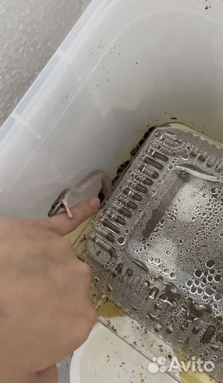 Маисовый полоз, мальки