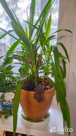 Разные комнатные цветы