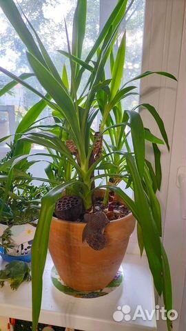 Разные комнатные цветы