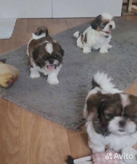 Щенки ши-тцу