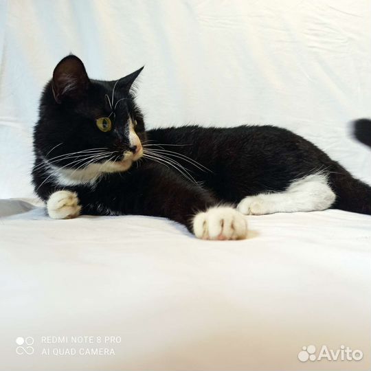 Кошка в дар бесплатно