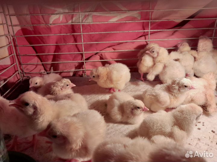 Цыплята бройлеры кобб 500