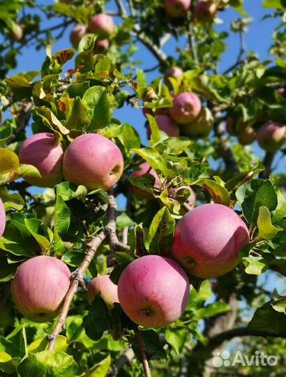 Яблоки с доставкой