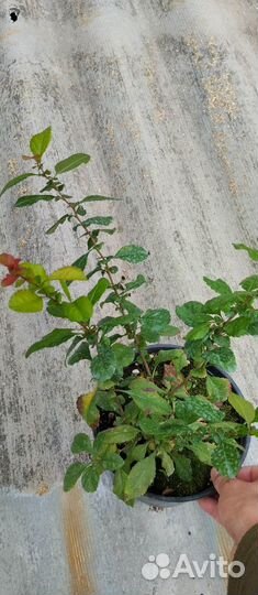 Овсянница, стефанандра, хеномелес, лимонник