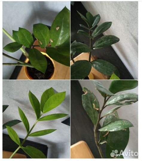 Замиокулькас