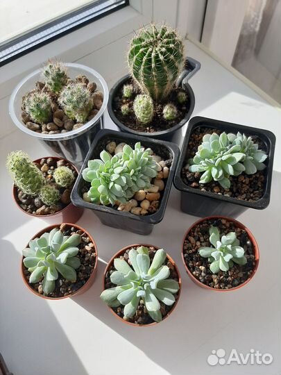 Суккуленты