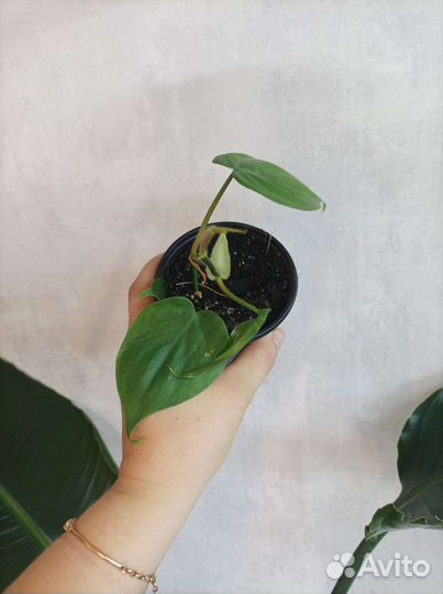 Филодендрон сканденс