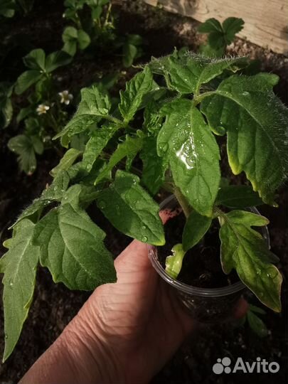 Рассада огурцов