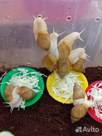 Улитки ахатины