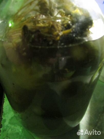 Огурцы бочковые деревенские