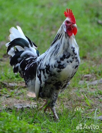 Молодые петушки