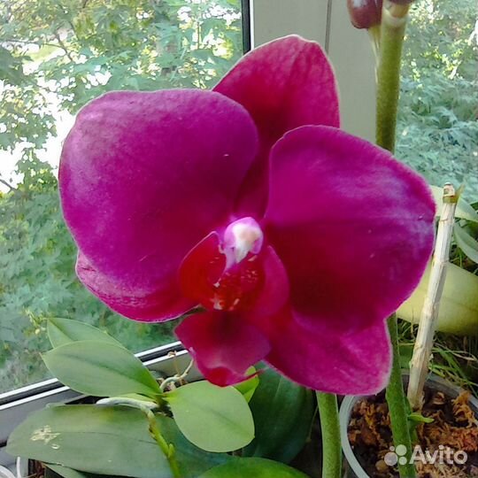 Орхидея цветущая, три цветоноса