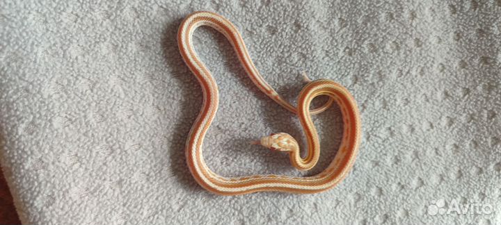 Змея маисовый полоз