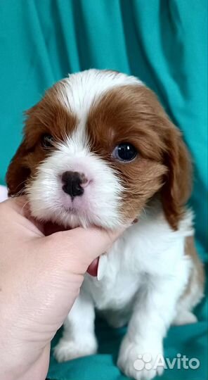 Кавалер Кинг Чарльз спаниель мальчик