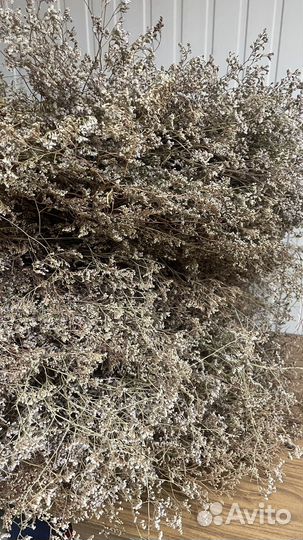 Кермек сухоцвет