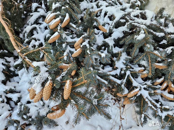 Ель голубая натуральная