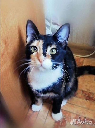 Басти трехцветная кошка подросток