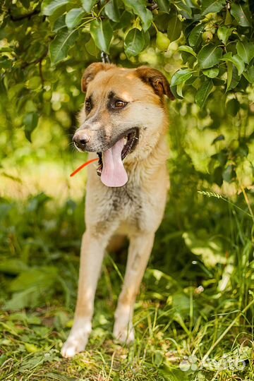 Бэд очень ждет Вас в приюте