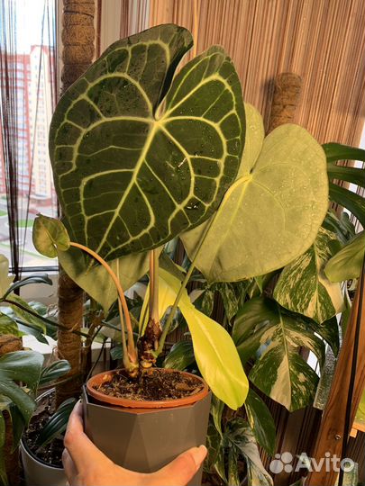 Антуриум кларинервиум