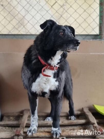 Собака из приюта Семен ищет дом