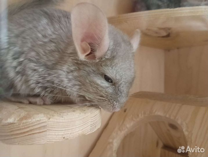 Шиншиллы
